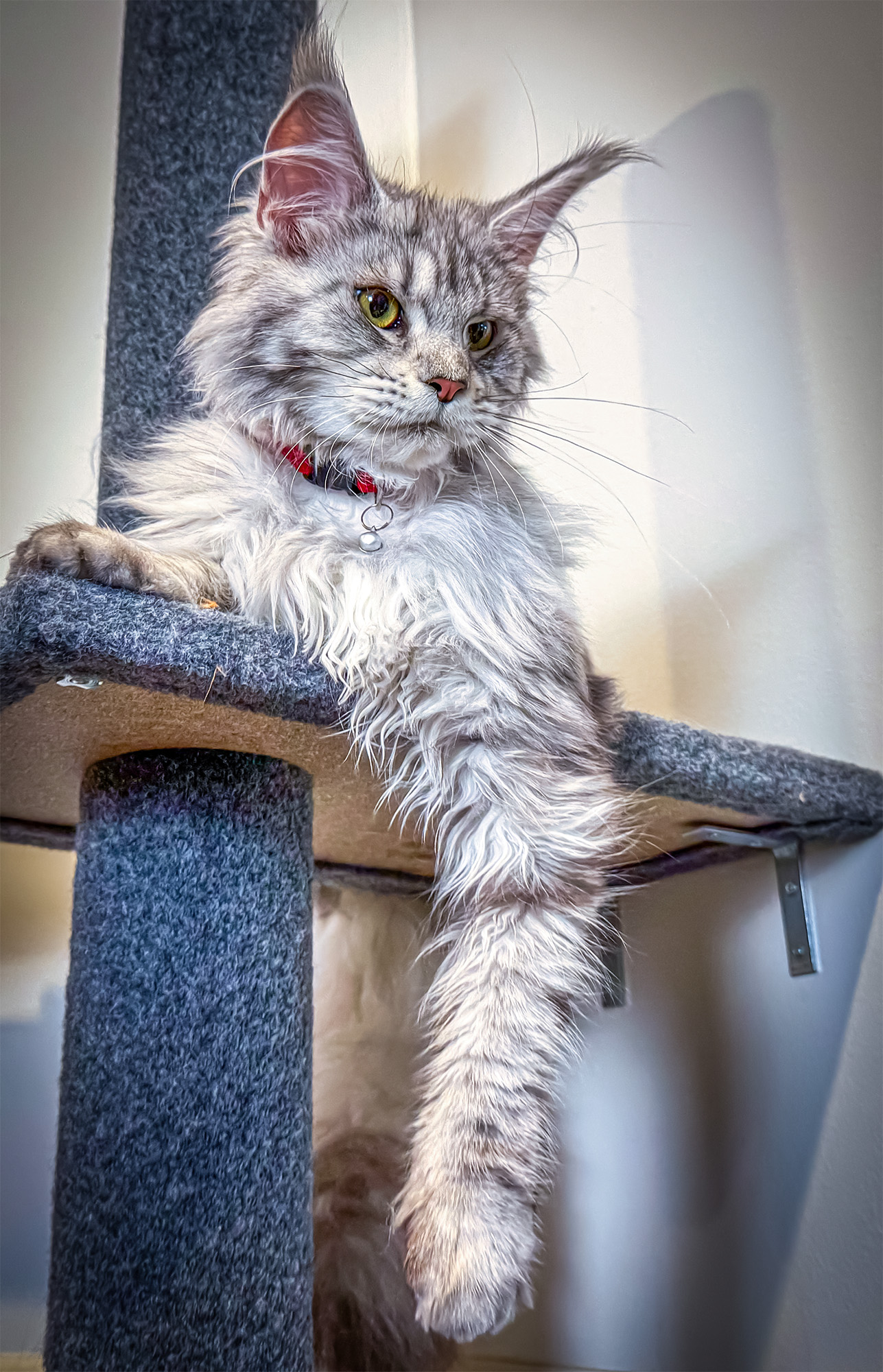 Kittens 13 1