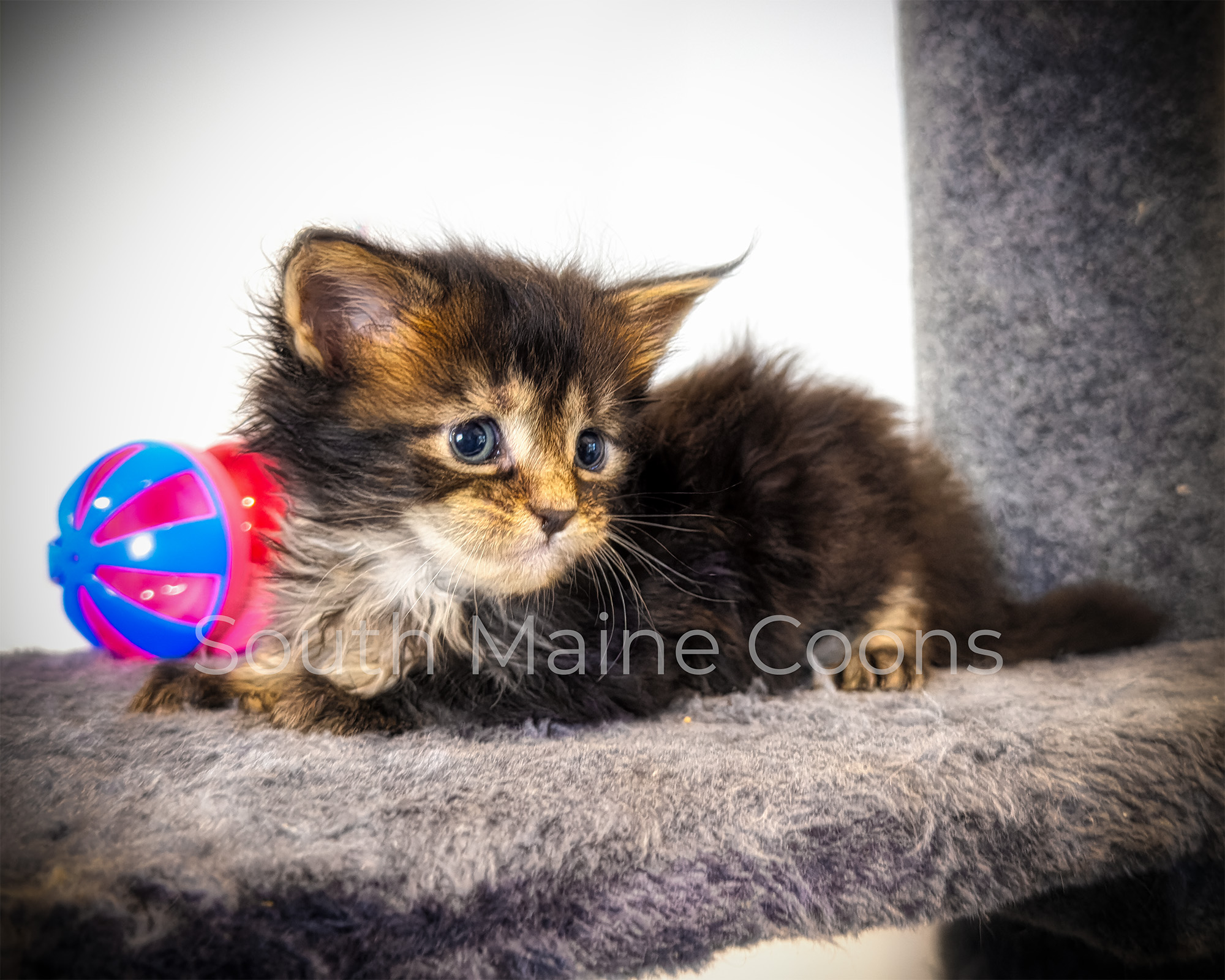 Kittens 5 1